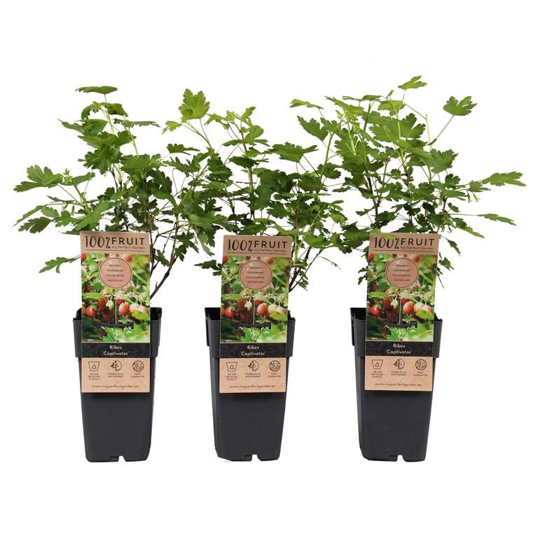 Stachellose Stachelbeere Captivator ca. 60 cm – Süße, rote Beeren | Ribes uva-crispa kaufen