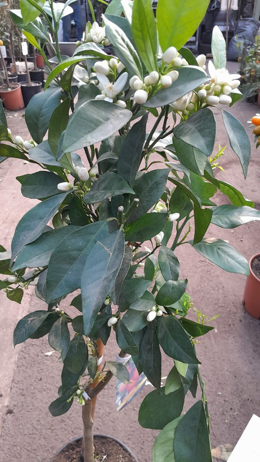 Brasilianische Orange (Citrus sinensis) – Arancio Brasiliano, 100-120 cm | Exotischer Orangenbaum für Zuhause