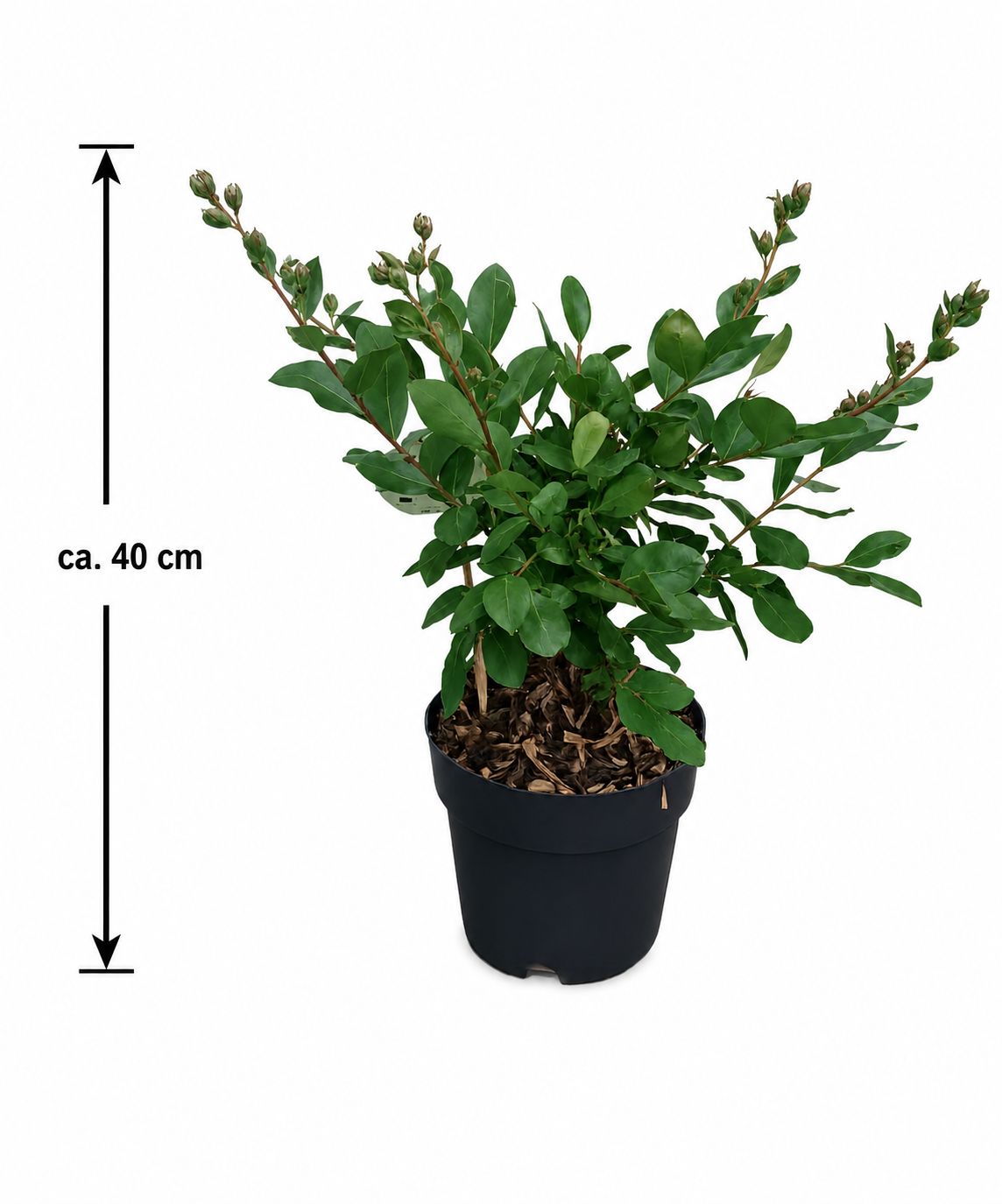 Lagerstroemia indica With Love Eternal® – Lagerstroemie | Indischer Flieder | Kreppmyrte ca. 40 cm