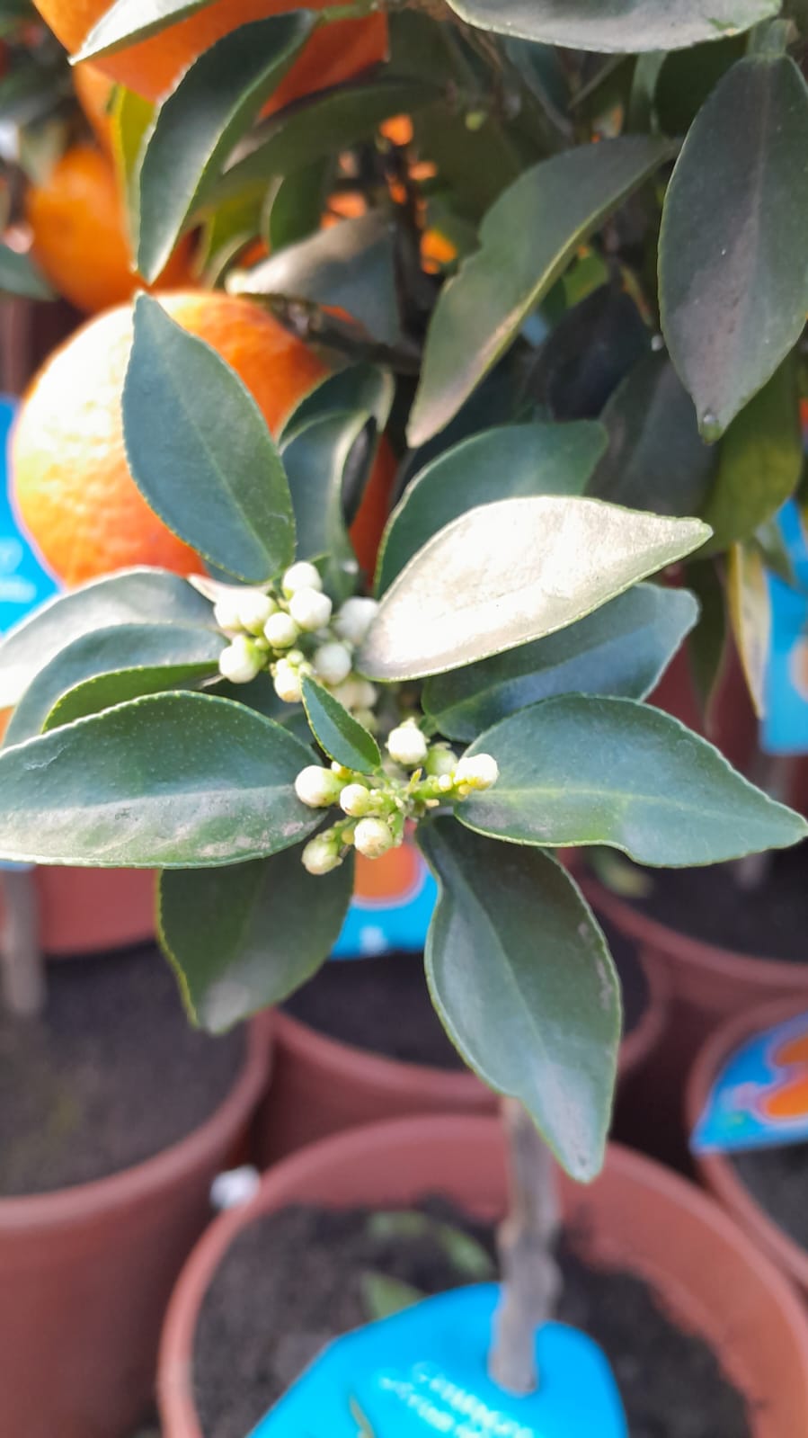 Bitterorange Chinotto (Citrus myrtifolia) – Mediterraner Zitrusstrauch, 50-60 cm, ideal für Balkon & Terrasse