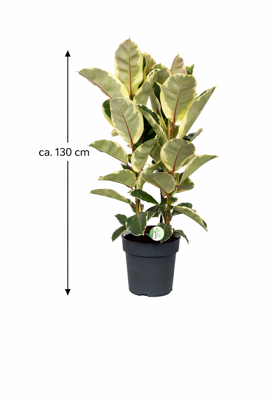 Bílo-panašovaný kaučukovník 3 rostliny v květináči o průměru 100-110 cm Ficus elastica Tineke pokojová rostlina