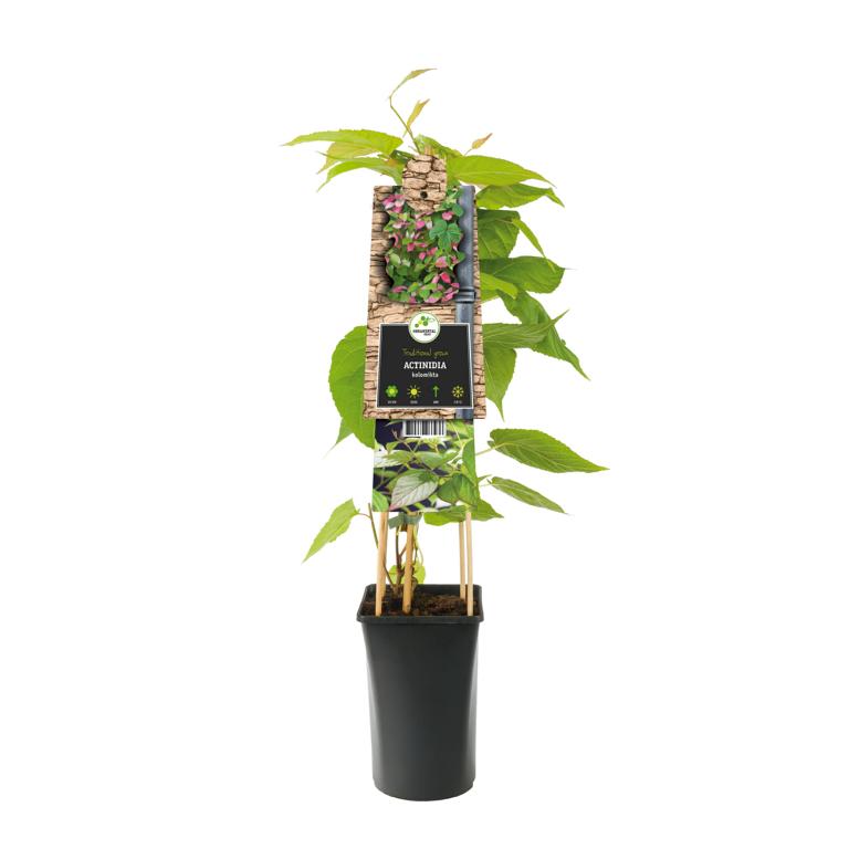 Actinidia kolomikta 30–50 cm – Buntblättrige Kiwi / Zierkiwi – winterharte Mini-Kiwi