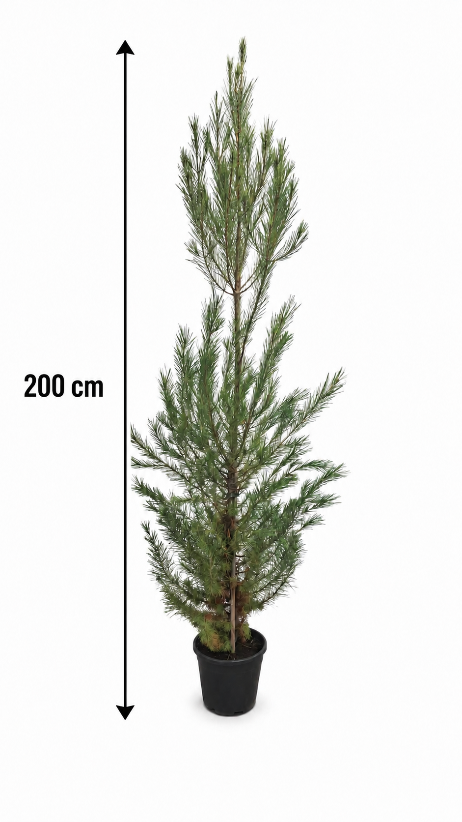 Aleppo-Kiefer ca. 200 cm – Pinus halepensis, mediterrane Kiefer für Garten, Terrasse und großen Kübel