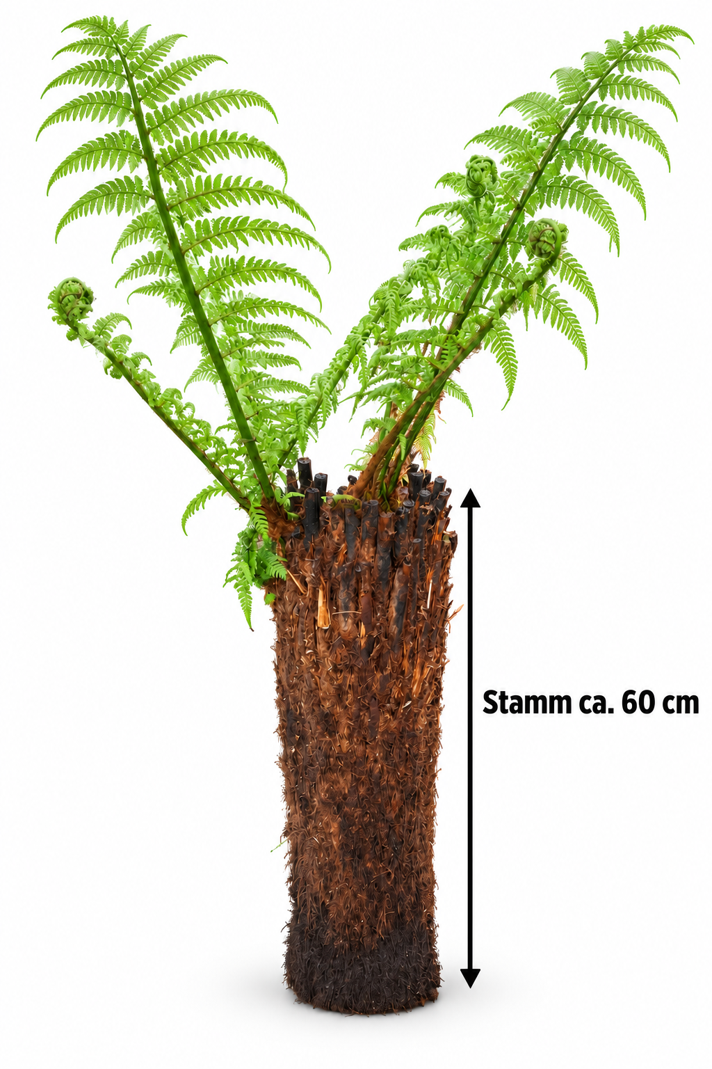 Baumfarn Dicksonia antarctica mit 60 cm Stamm – Australischer Taschenfarn für Kübel und Wintergarten