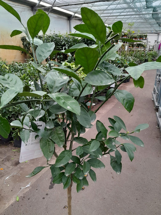 Citrus unshiu  Satsuma-Mandarine 130-160 cm Citrus unshiu Satsumabaum Citrus Satsuma