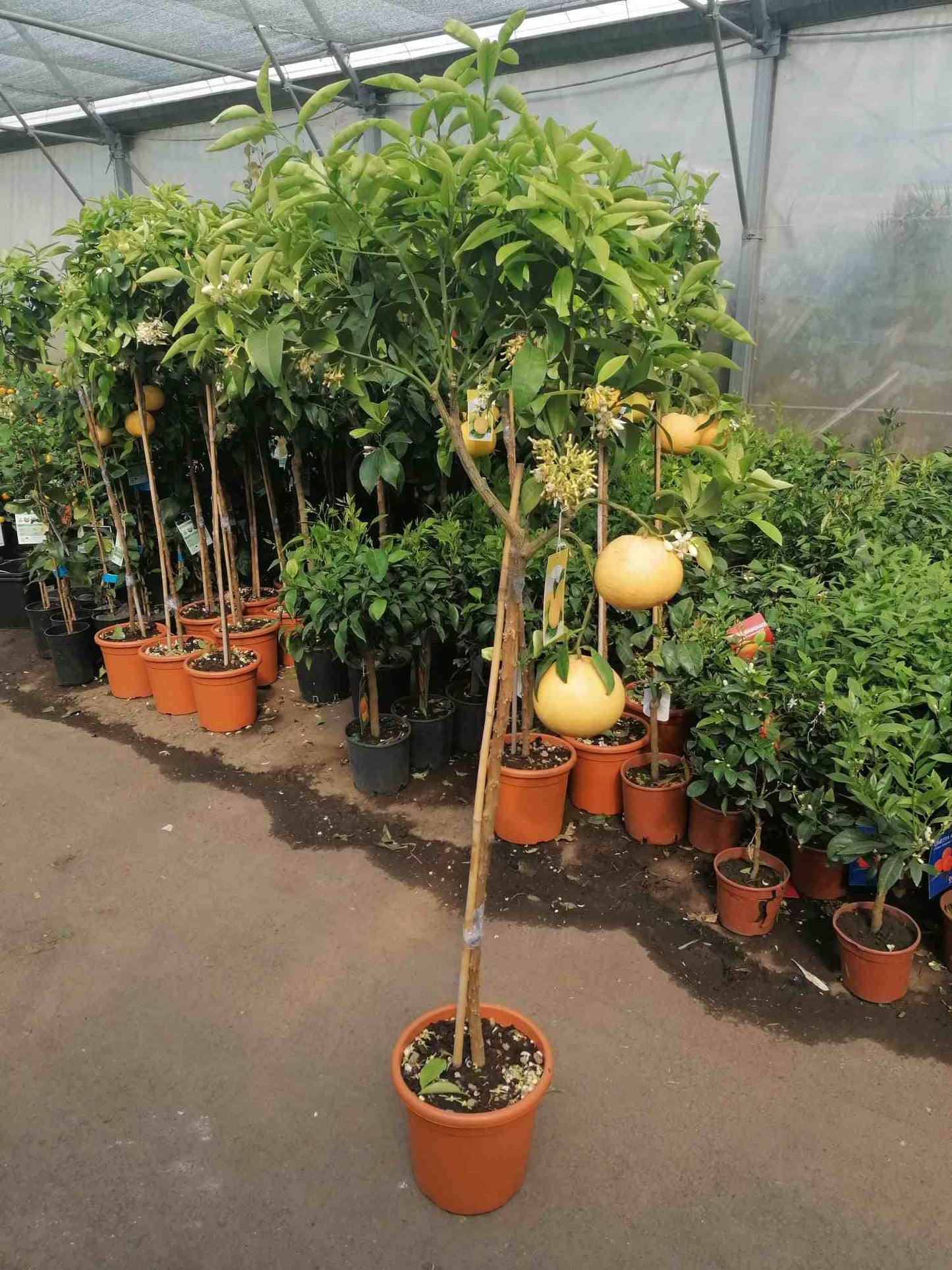 Grapefruit 160-180 cm plody+květy Citrus paradisi Pompelmo