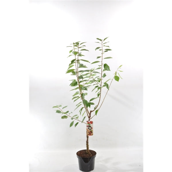 Süßkirsche Merchant – Prunus avium Merchant