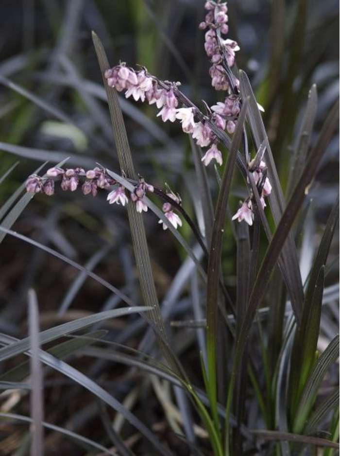 Elegante Schwarze Schönheit - Ophiopogon planiscapus 'Niger' für Ihren Garten