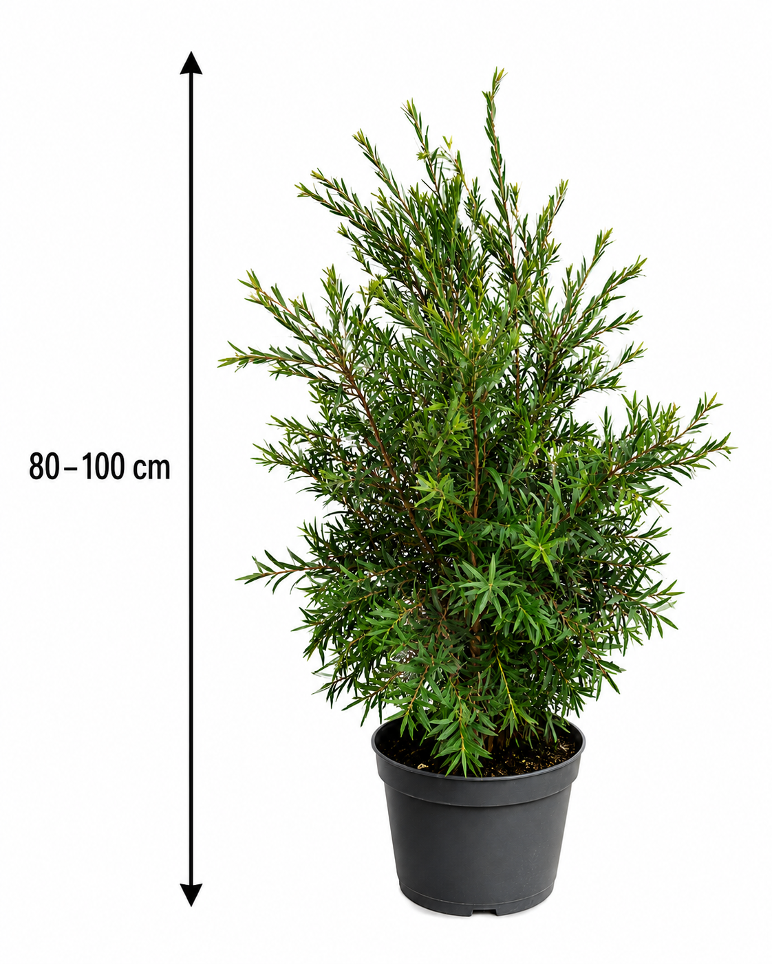 Callistemon Captain Cook 80-100 cm – Zylinderputzer Pfeifenputzerstrauch Australischer Flaschenbürstenstrauch