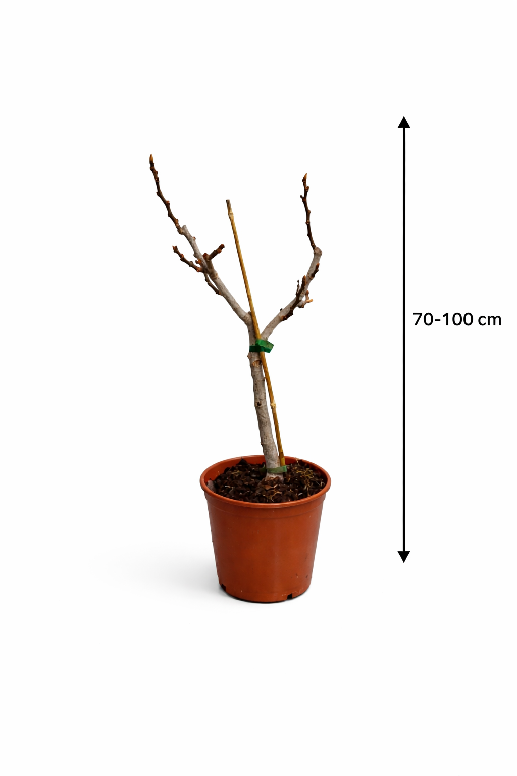 Feige Panache 70–100 cm – Ficus carica Helle Feige / Feigenbaum mit kräftigem Stamm – Mediterrane Kübelpflanze