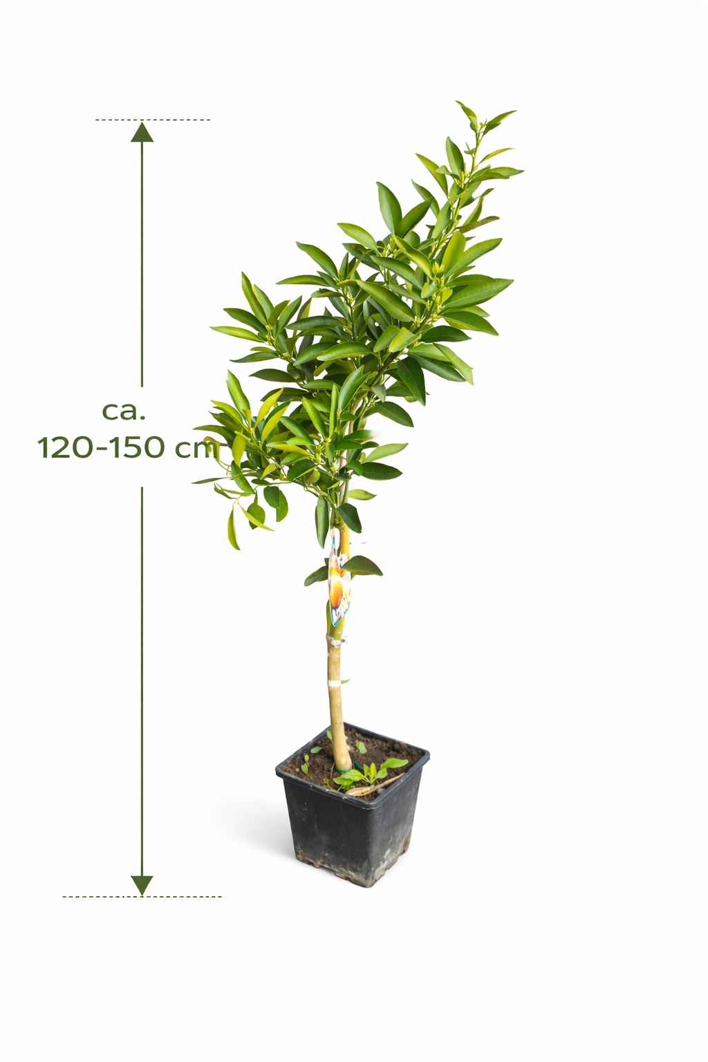 Nova Mandarin (bezsemínková mandarinka) 120-150 cm – Ideální do zahrady a na terasu