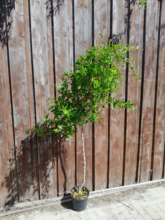 Angebot 2 STÜCK Granatapfel 'Mollar de Elche' 150-190 cm Hochstamm - Punica Granatum - Obstbaum - Granatäpfel