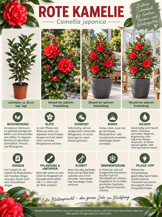 Rote Kamelie ca. 50 cm – Camellia mit eleganten Blüten für Kübel, Terrasse und Wintergarten
