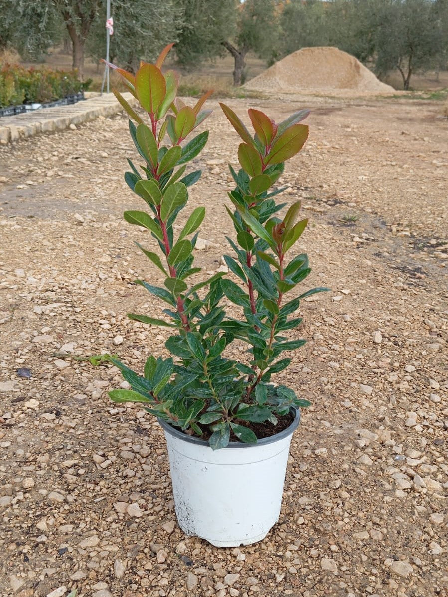 Arbutus Unedo – Corbezzolo (Erdbeerbaum) 40-60 cm / P17 – Dekorative Pflanze für Garten & Terrasse