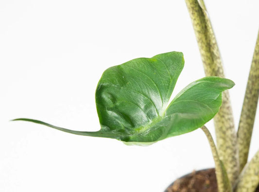 Alokázie rejnočí 50-60 cm - Šípovka - Sloní ucho - Pokojová rostlina - Listová rostlina