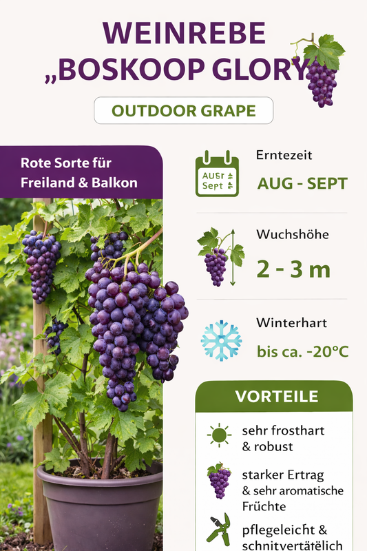 2 červené stolní hrozny 'Boskoop Glory' (Vitis vinifera) – mrazuvzdorná réva, 30–50 cm včetně květináče, aromatické hrozny do zahrady a na terasu