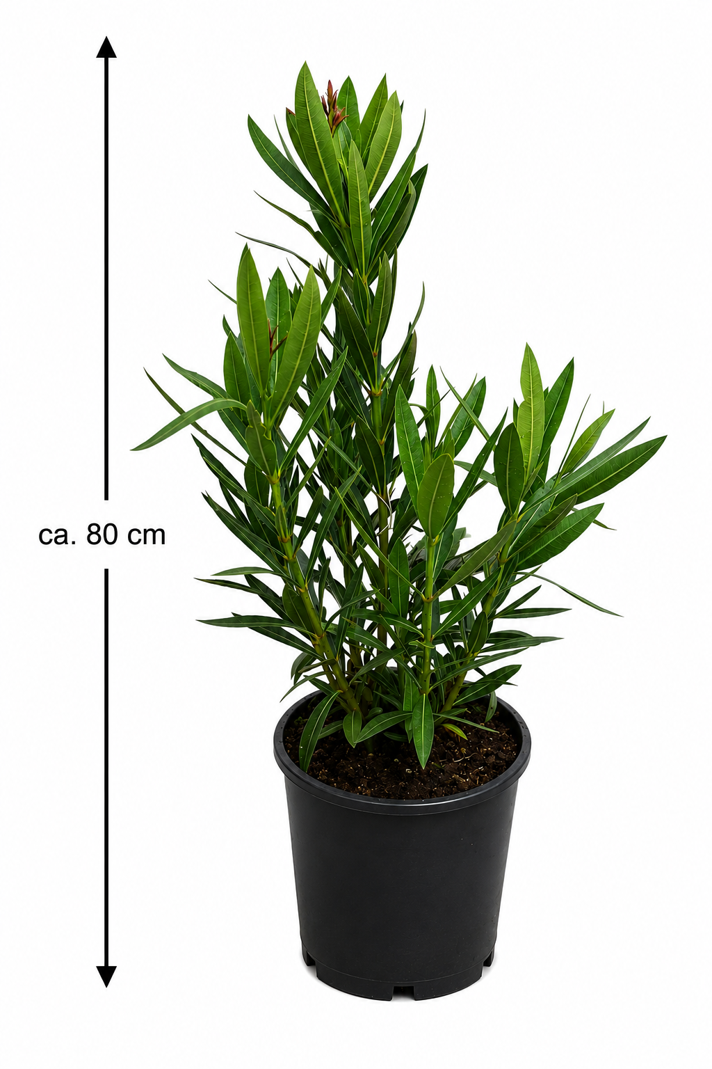 Nerium Oleander Rosa Semplice ca 80 cm Echter Oleander Rosa Mediterrane Kübelpflanze