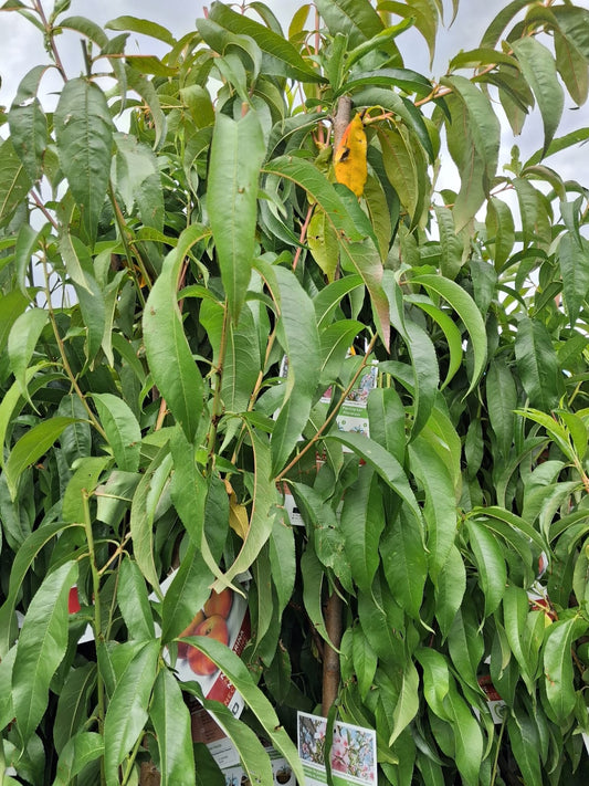 Nektarinenbaum ‘Fantasia’ (Prunus persica var. nucipersica) – ca. 160–200 cm hoch, veredelt auf Stamm – Saftige Früchte, pflegeleicht & winterhart