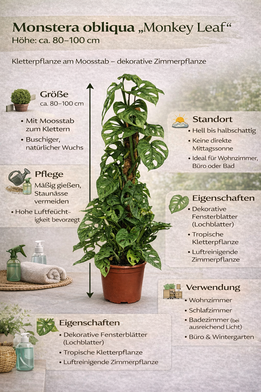 Monstera Obliqua Monkey Leaf 80–100 cm am Moosstab – Seltene Fensterblatt Kletterpflanze Zimmerpflanze mit großen Lochblättern