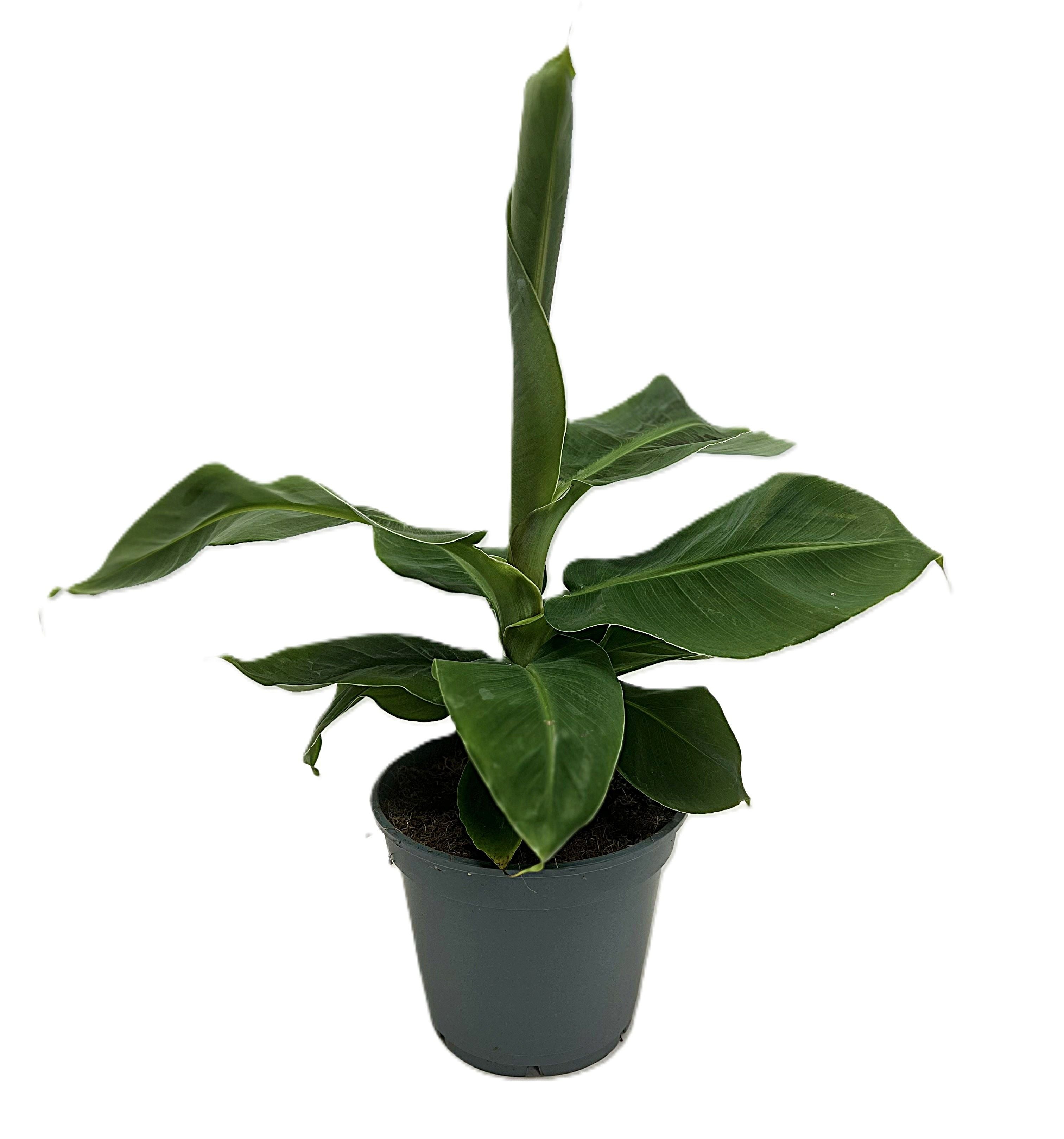 Musa Dwarf cavendish