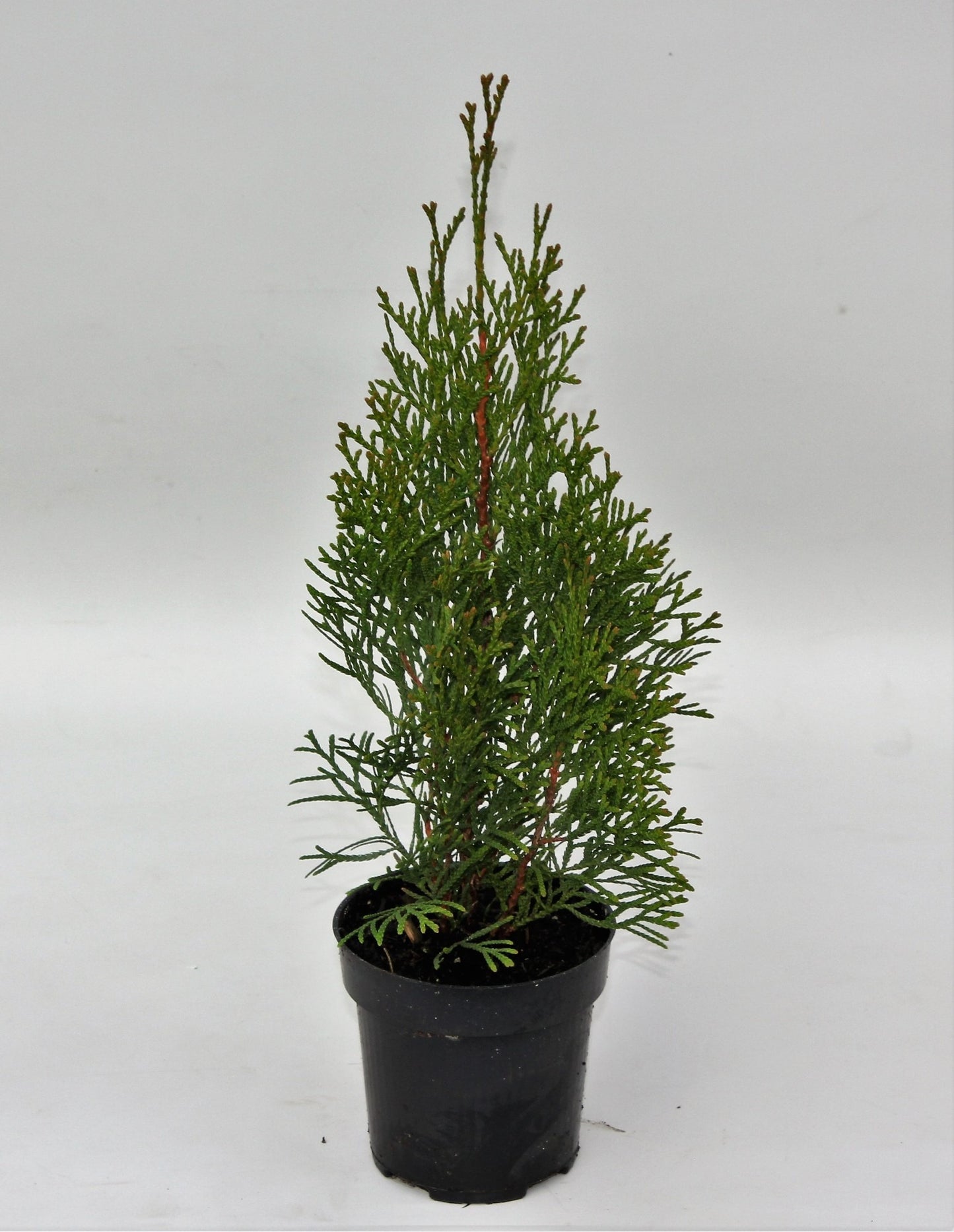 Thuja occidentalis Smaragd - SMARAGD LEBENSBAUM