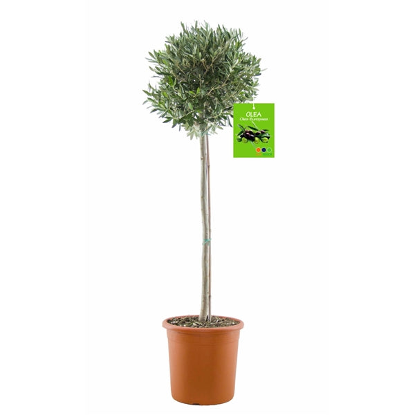 SONDERPREIS: Olivenbaum Olive 160-180 cm dicker Stamm beste Qualität winterhart + robust
