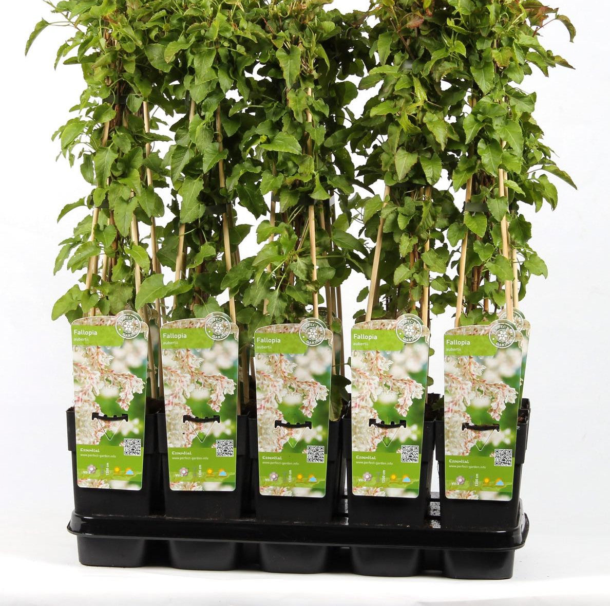 Pnoucí křídlatka 60-70 cm - Fallopia aubertii - velmi bujná, bohatě kvetoucí
