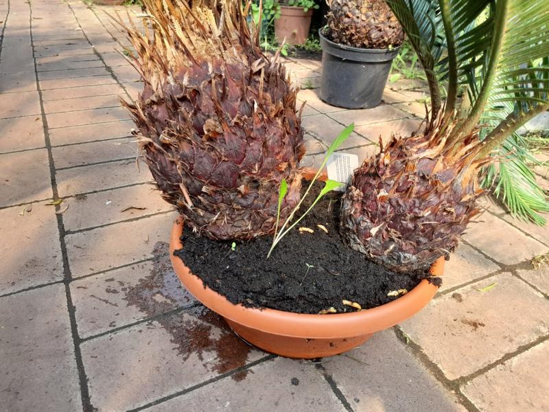 Cycas Revoluta - Miska 2 rostliny cca. 60 cm - Exotická elegance pro váš domov