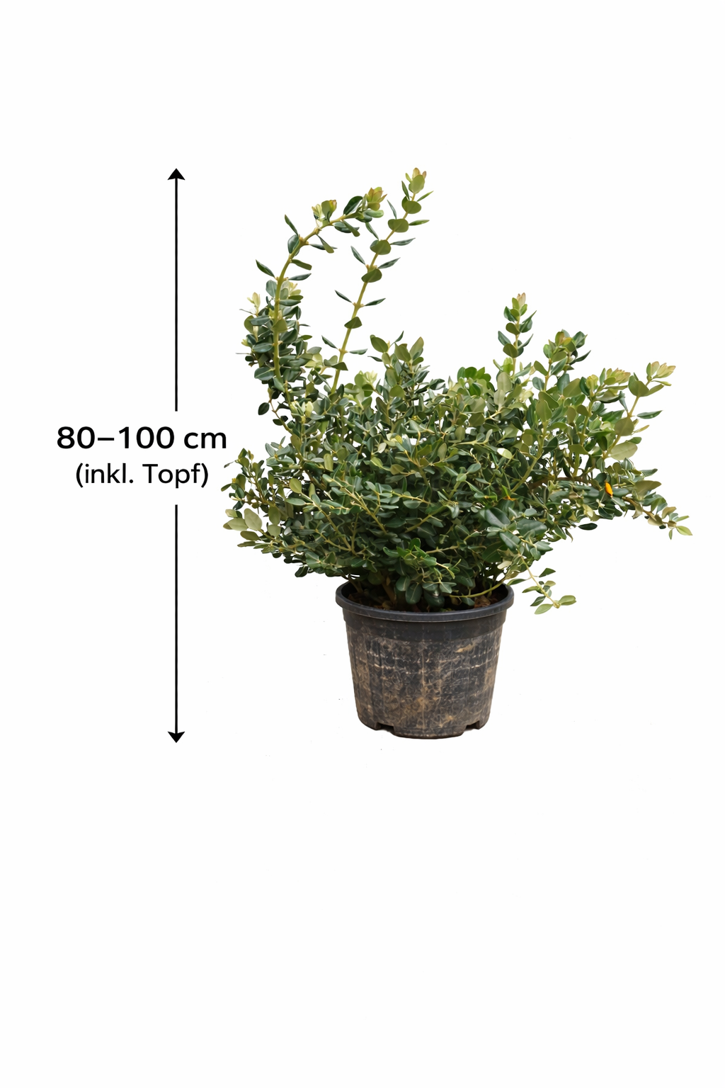 Rarität Metrosideros excelsa 80–100 cm Neuseeländischer Weihnachtsbaum Eisenholzbaum Südseemyrte Kübelpflanze exotisch
