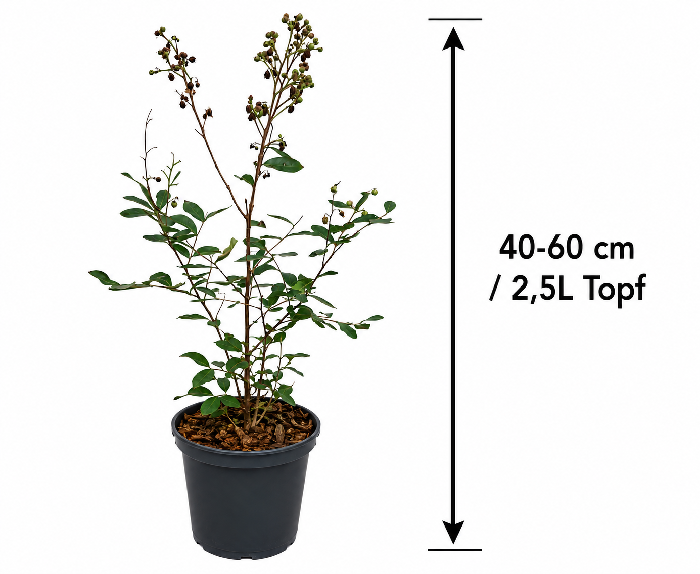 Lagerstroemia indica Rosea Nova 40–60 cm – Rosa Kreppmyrte im 2,5-Liter-Topf – Flieder des Südens für Garten und Kübel