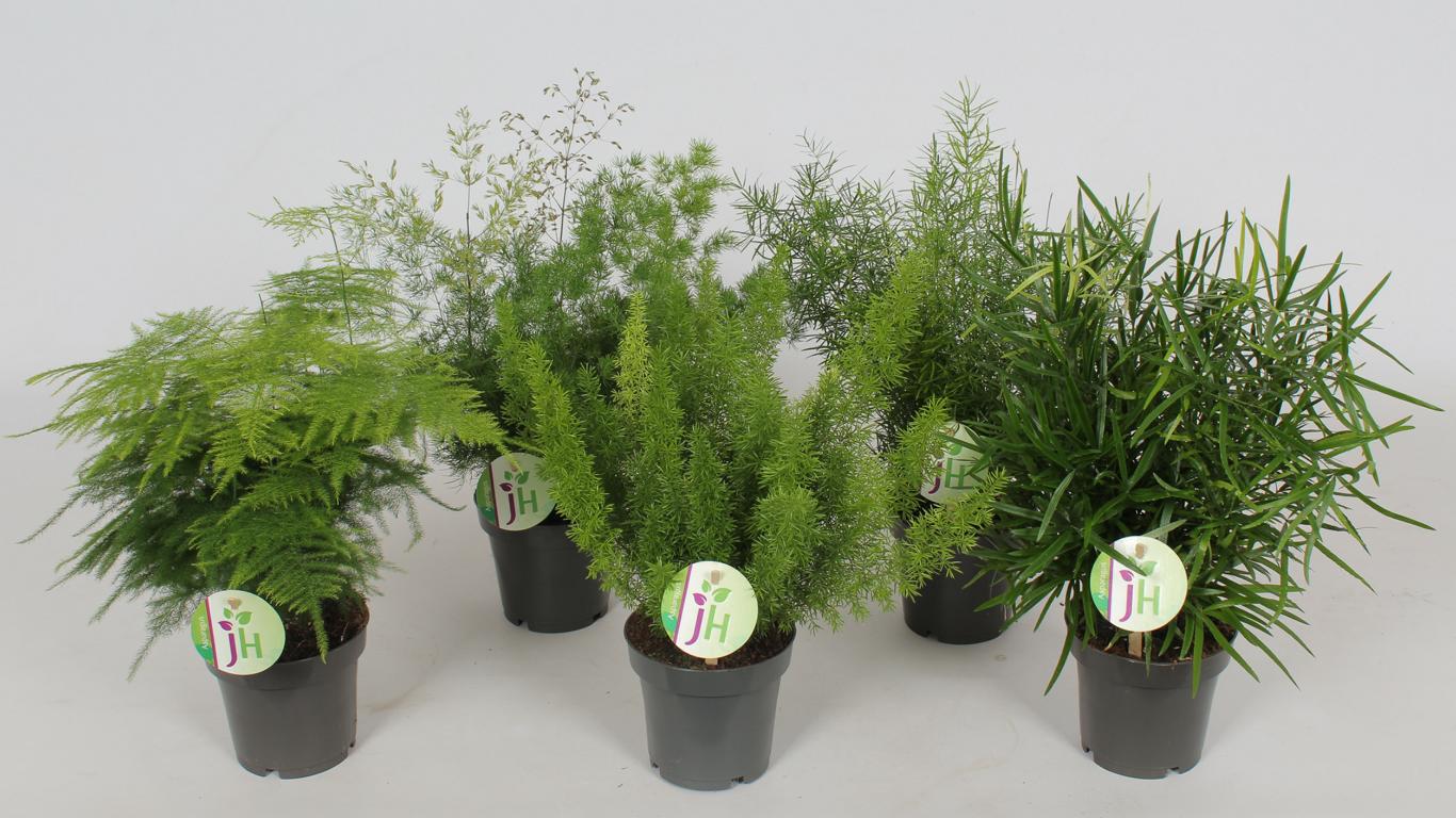 Směs chřestu 5 kusů - cca. 35 cm – okrasný chřest, nenáročná pokojová rostlina