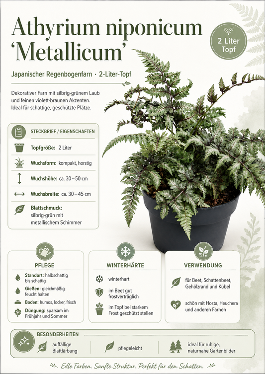 Athyrium niponicum Metallicum – Japanischer Regenbogenfarn | Silberfarn, Zierfarn, winterharte Schattenpflanze im 2L Topf