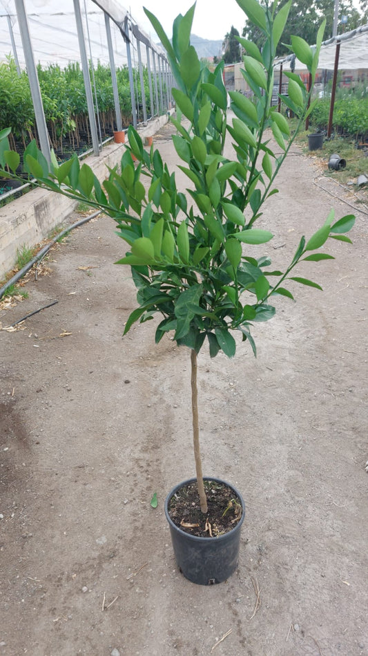 Citrus unshiu  Satsuma-Mandarine 130-160 cm Citrus unshiu Satsumabaum Citrus Satsuma