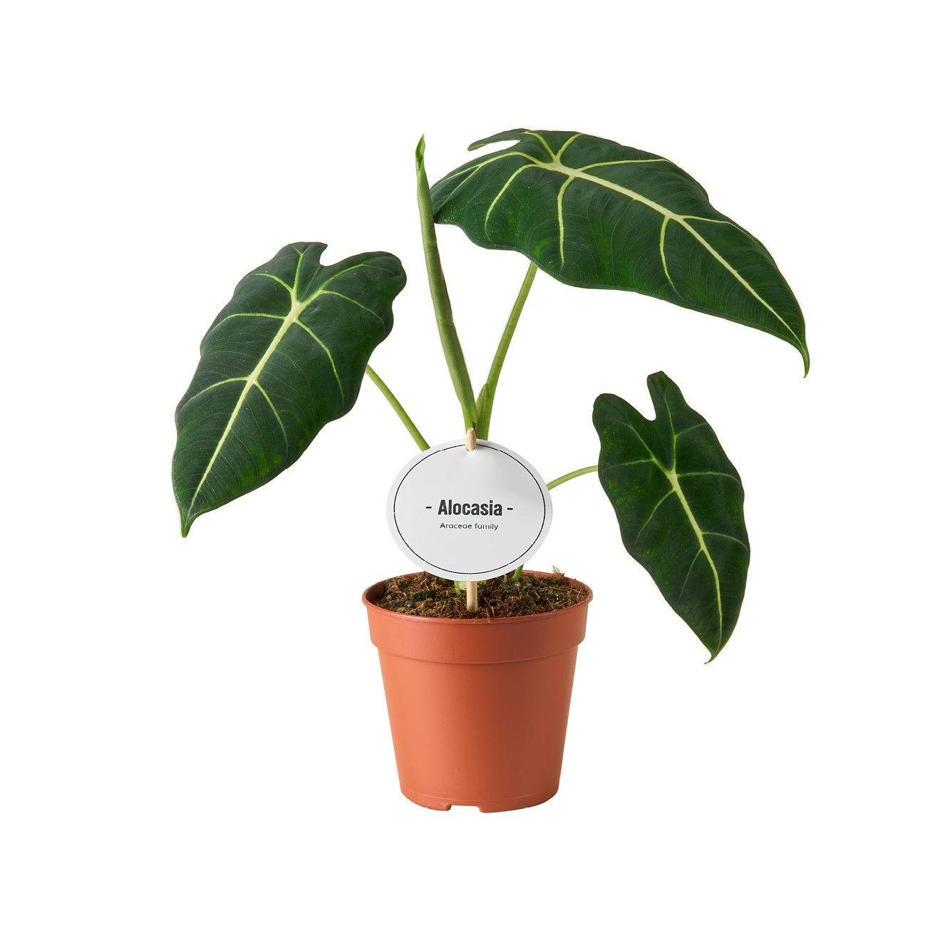 Alocasia Frydek ca. 40 cm Elefantenohr Grünpflanze Zimmerpflanze