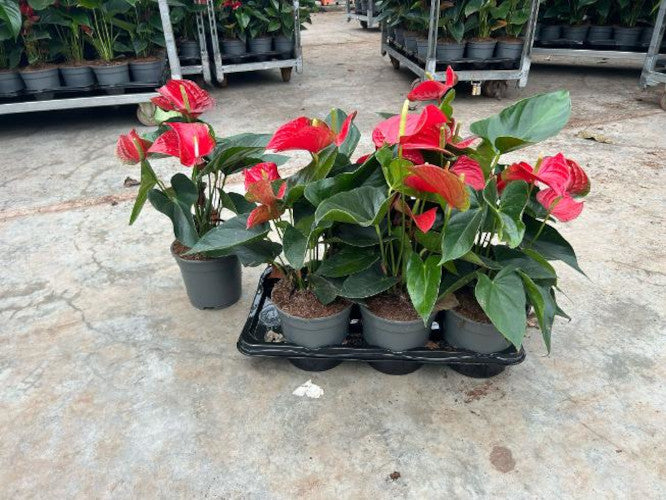 Rote Flamingoblume (Anthurium andraeanum 'Red Bull') – Exotische Zimmerpflanze, 50-60 cm, langlebig & pflegeleich