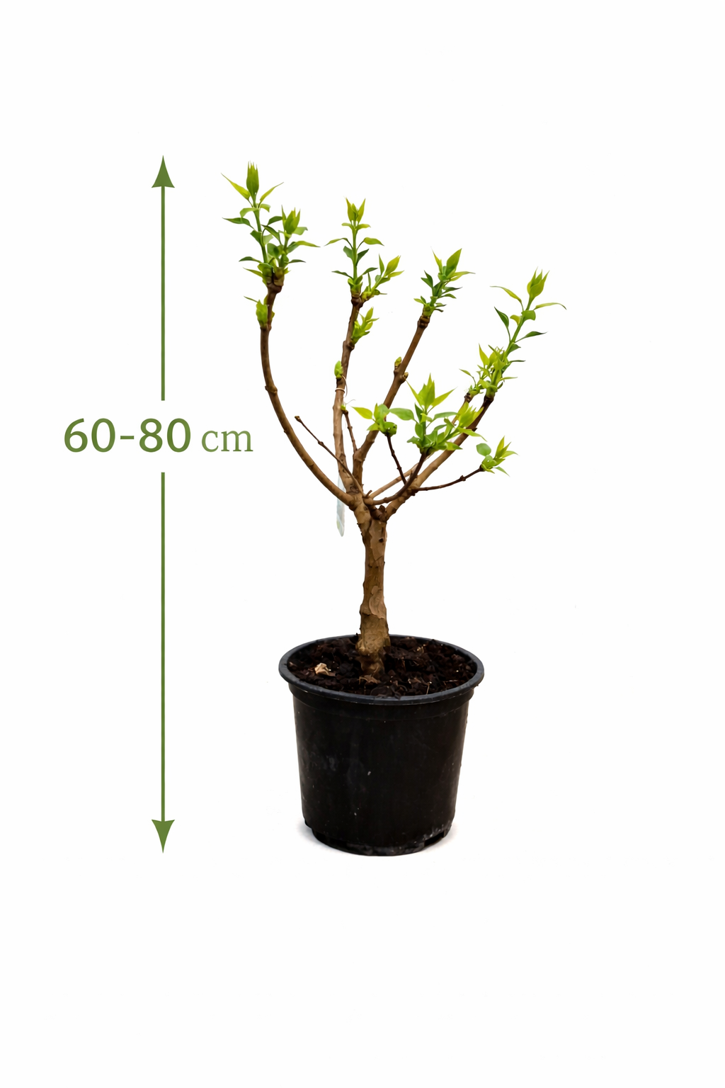 Edelflieder Stämmchen Mme Lemoine 60-80 cm – Syringa vulgaris weiß gefüllt, Duftflieder Stamm