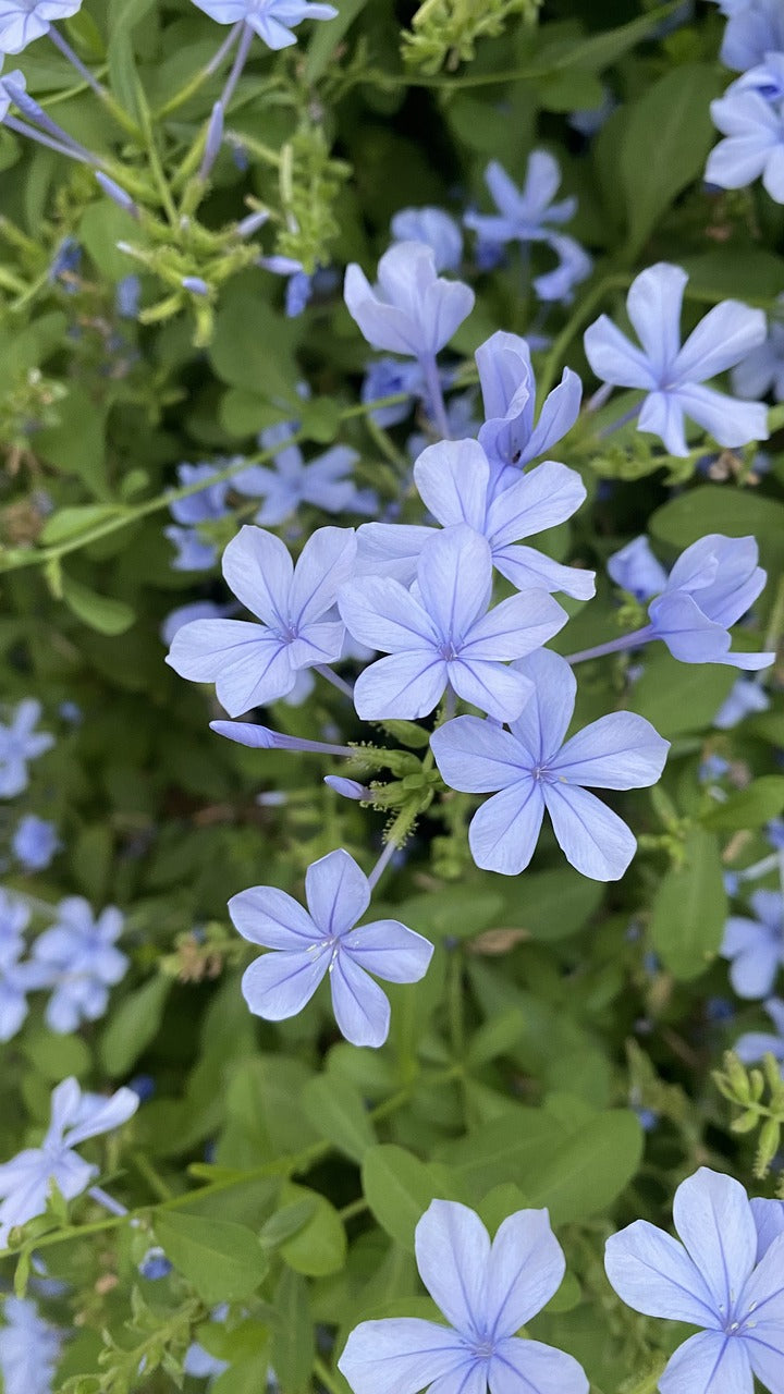 Plumbago auriculata 120-160 cm - Chinesischer Bleiwurz - Pflanzen für garten oder terassen