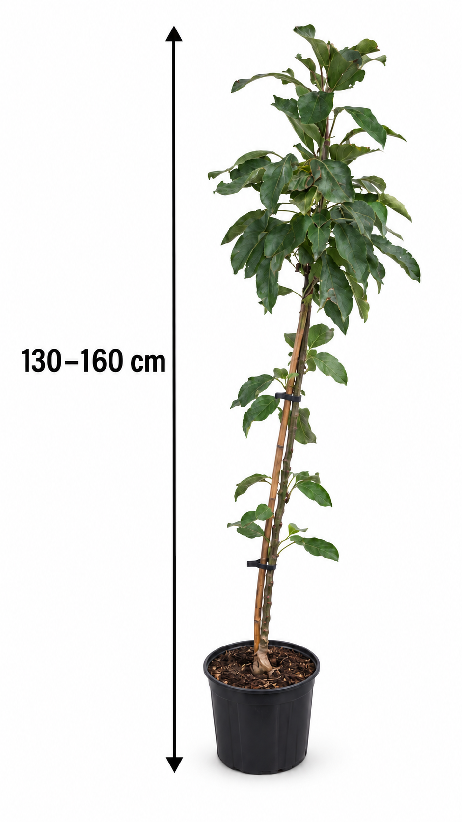 Sloupovitá jabloň Malus 'Red Leaf' cca. 120 cm podzimní jabloň 'Red Leaf'