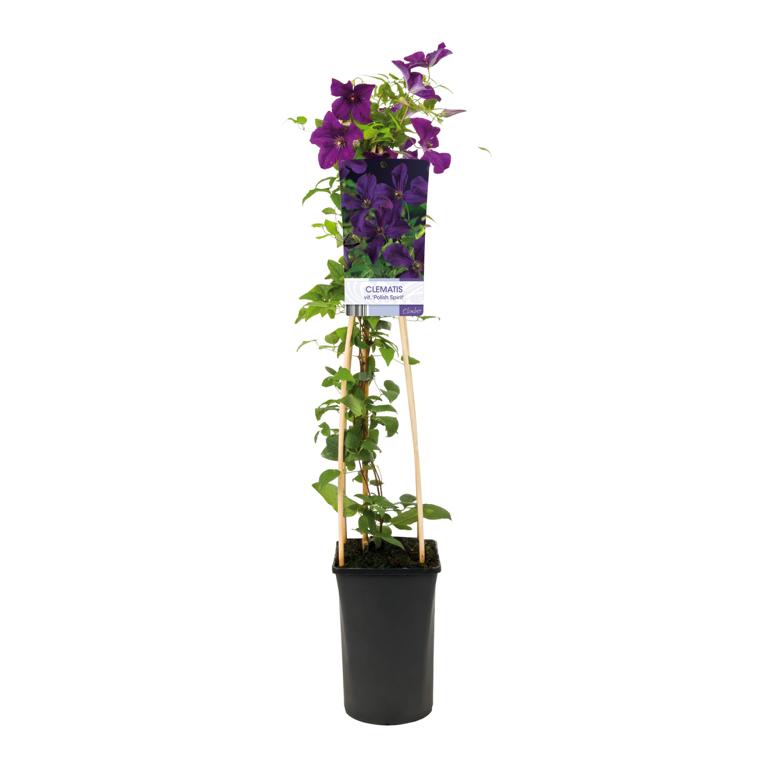 Clematis „Polish Spirit“ – robuste Waldrebe mit violetten Blüten | Kletterpflanze 30–50 cm