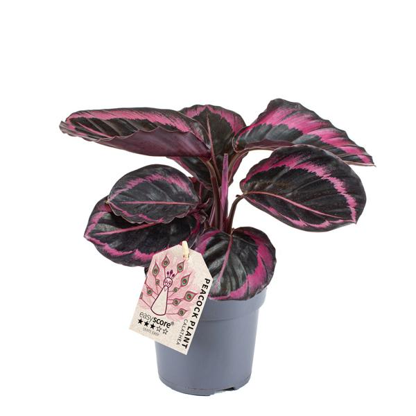 Calathea roseopicta 'Dottie' 'M' – Exotische Zimmerpflanze mit Atemberaubend Rosafarbener Musterung - Pflegeleichte Indoor-Pflanze