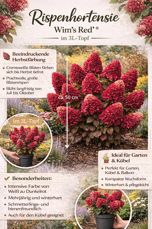 Rispenhortensie 'Wim’s Red' – Hydrangea paniculata im 3L Topf | Blühfreudiger Zierstrauch in Rot-Weiß