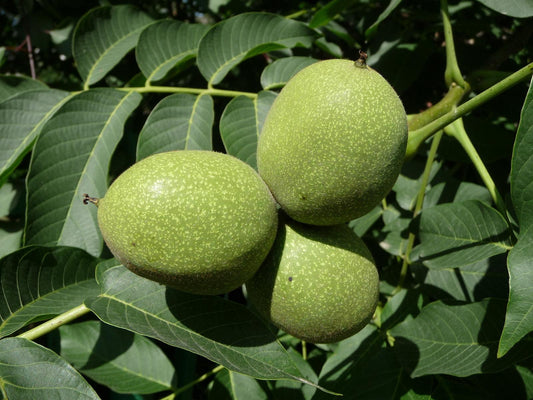 Ořešák královský - Juglans regia - ořešák