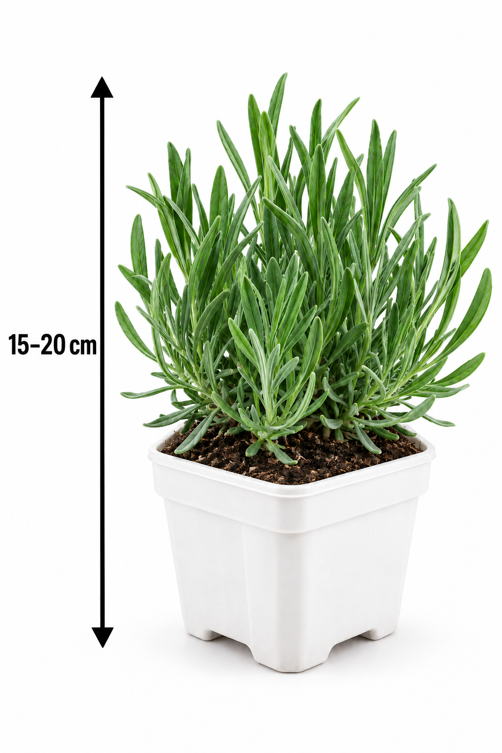 Lavendel ‘Hidcote’ 15–20 cm – Echter Lavendel, winterharte Duftpflanze für Garten, Balkon & Kübel