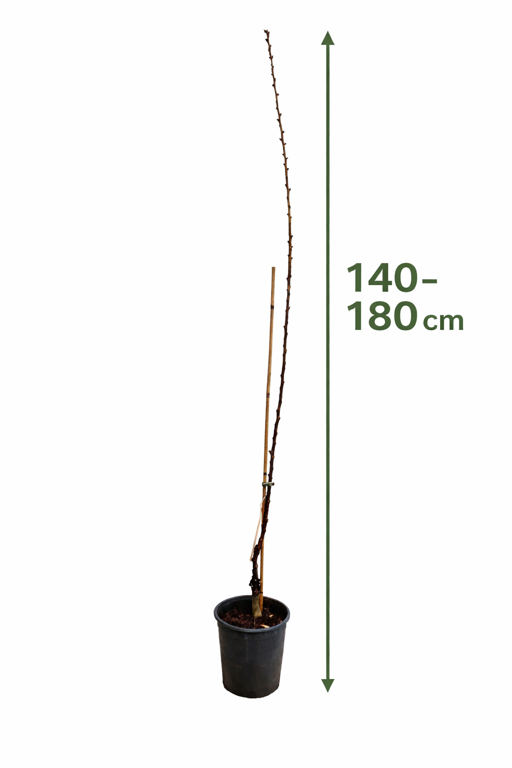 Aprikosenbaum Prunus armeniaca ‘Bulida’ – Winterharte Aprikose / Marille, Obstbaum 100–140 cm