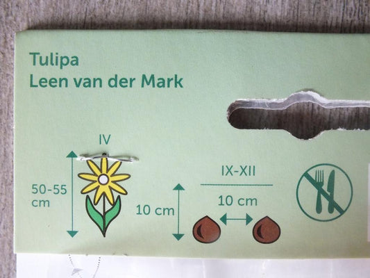 7 x cibule tulipánů Leen Van der Mark - mrazuvzdorné rostliny do zahrady a na balkon - trvalky - do květináčů a záhonů