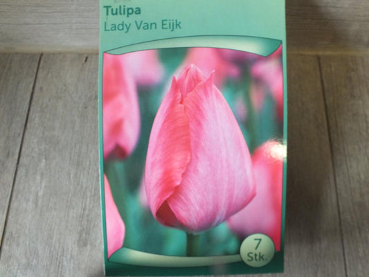 7 x Lady Van Eijk Tulpenzwiebeln - winterharter Pflanzen für Garten und Balkon -mehrjährig - für Topf und Beet