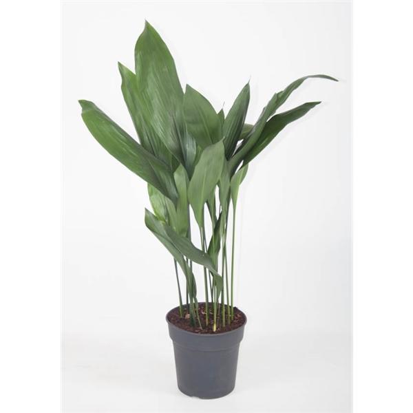 Aspidistra elatior Schusterpalme Metzgerpalme Schildblume Zimmerpflanze