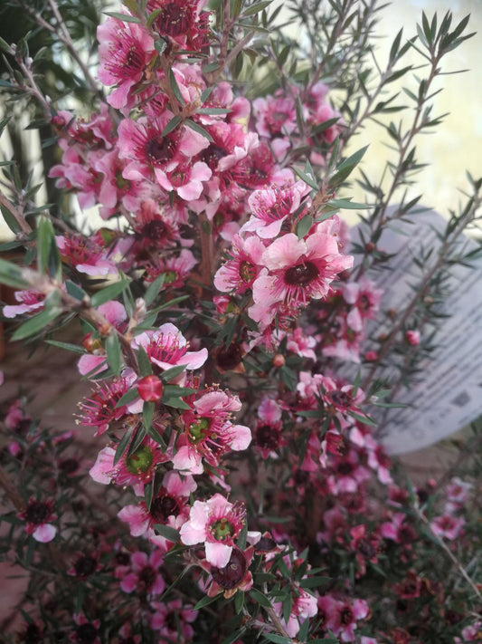 Myrta z jižního moře 60-70 cm růžový stonek Leptospermum scoparium - Manuka