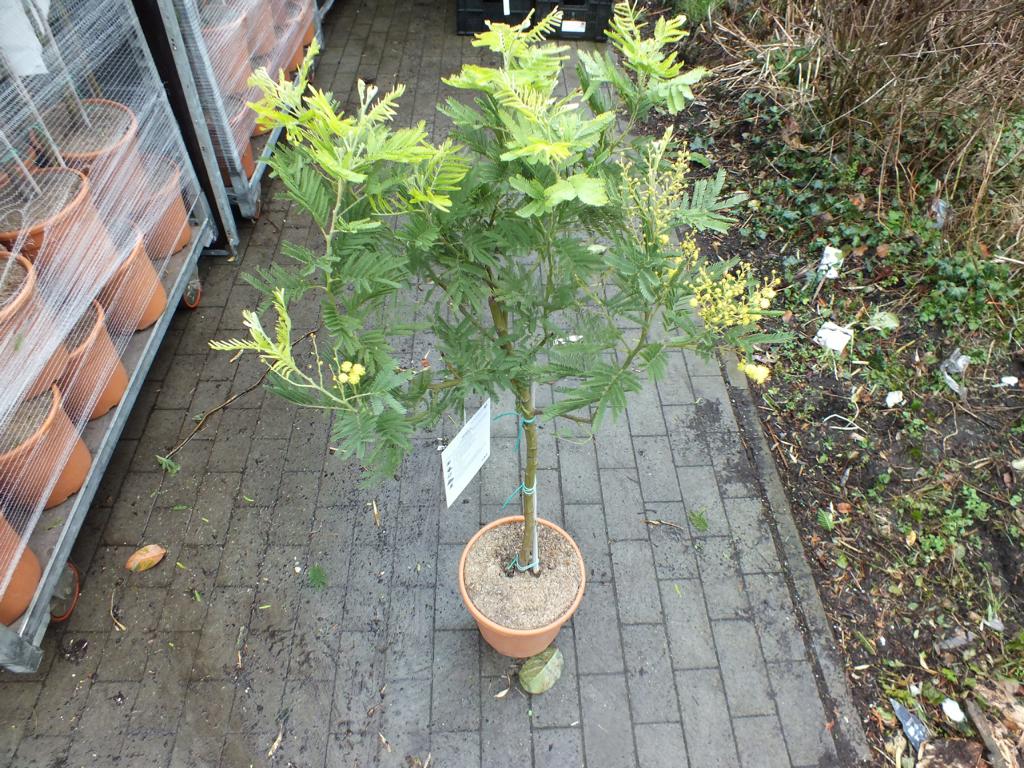 Mimosa dealbata Gaulois stonek 80-120 cm stříbrná akácie žlutá mimóza zimní mimóza