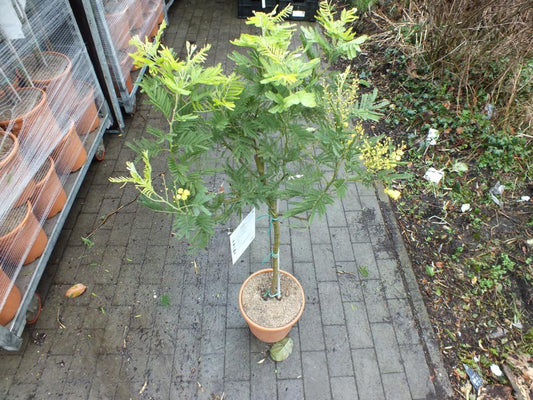 Mimosa dealbata Gaulois stonek 80-120 cm stříbrná akácie žlutá mimóza zimní mimóza